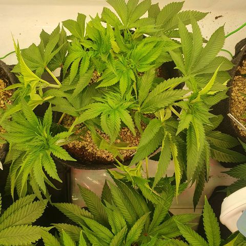 Hindu Kush growlog timeline photo