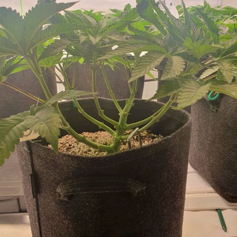 Hindu Kush growlog timeline photo