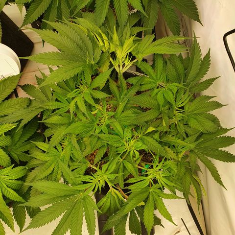 Mandarine Jam growlog timeline photo