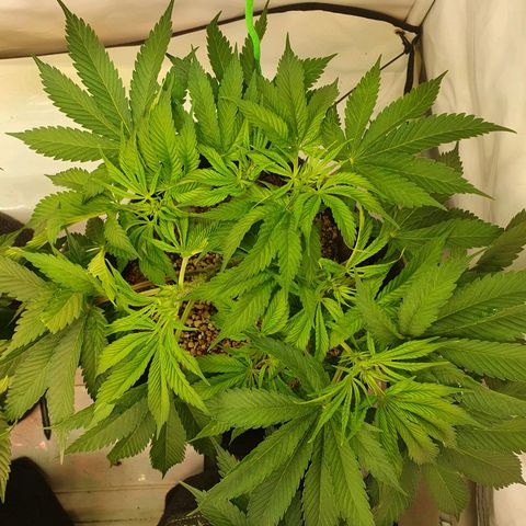 Mandarine Jam growlog timeline photo