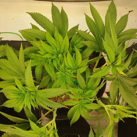 Hindu Kush growlog timeline photo