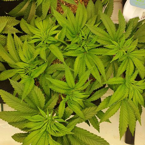 Hindu Kush growlog timeline photo