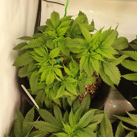 White Strawberry Skunk growlog timeline photo
