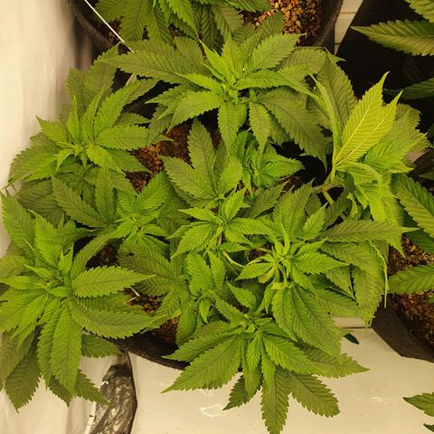 White Strawberry Skunk growlog timeline photo