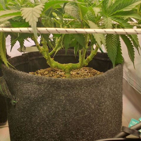 Mandarine Jam growlog timeline photo