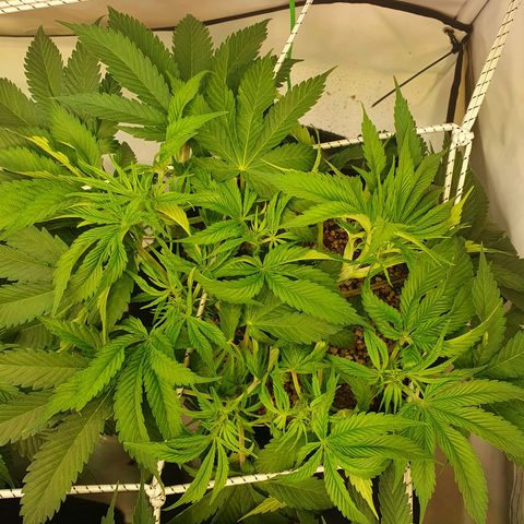 Mandarine Jam growlog timeline photo