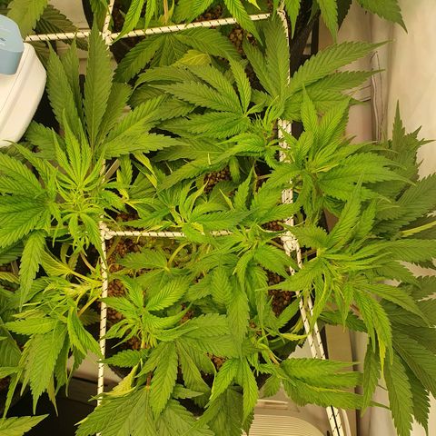 Mandarine Jam growlog timeline photo