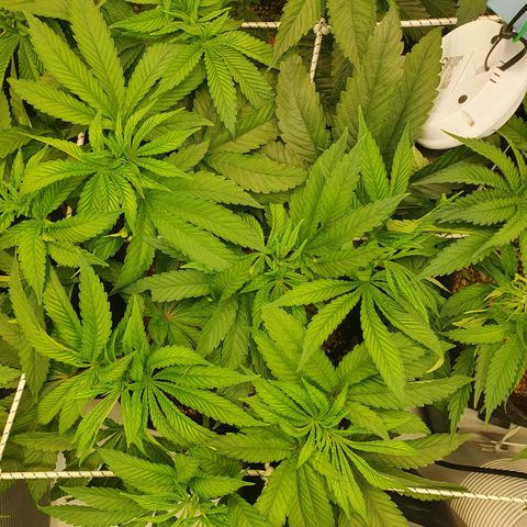 Hindu Kush growlog timeline photo