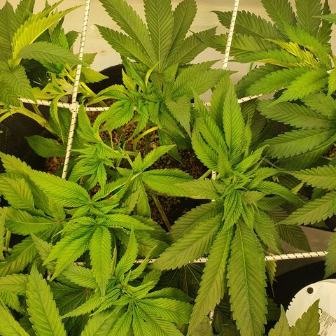Hindu Kush growlog timeline photo