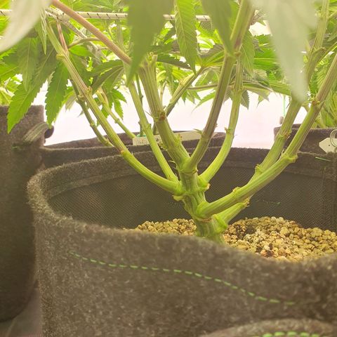 Hindu Kush growlog timeline photo