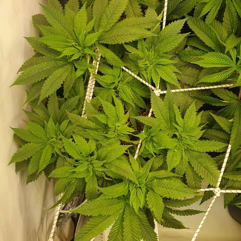 White Strawberry Skunk growlog timeline photo