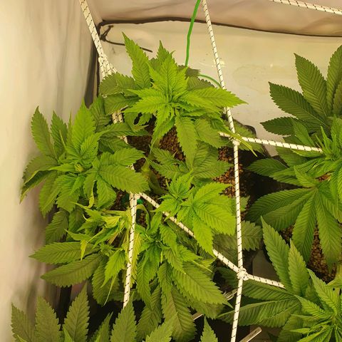 White Strawberry Skunk growlog timeline photo
