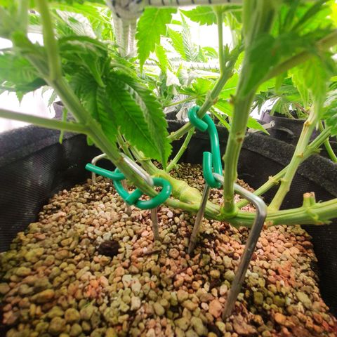 White Strawberry Skunk growlog timeline photo
