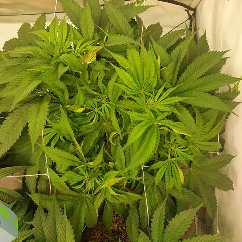 Mandarine Jam growlog timeline photo