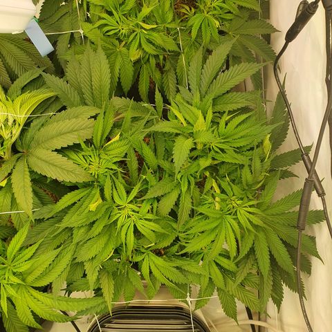 Mandarine Jam growlog timeline photo