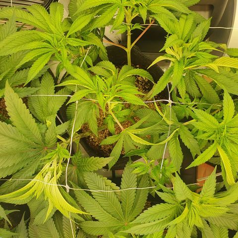 Hindu Kush growlog timeline photo