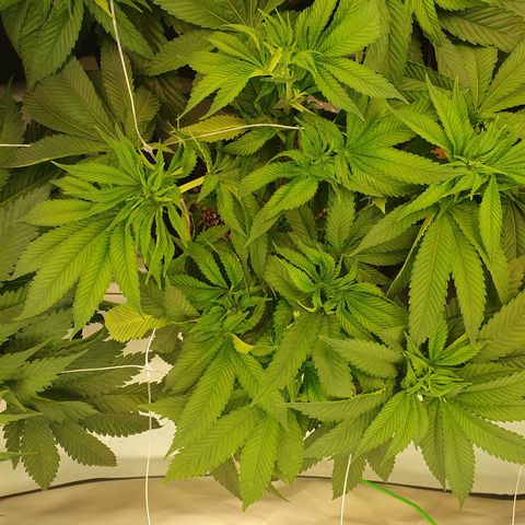 Hindu Kush growlog timeline photo