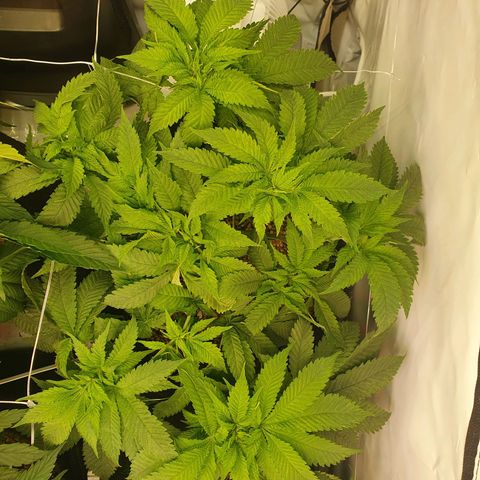 White Strawberry Skunk growlog timeline photo