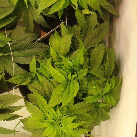 White Strawberry Skunk growlog timeline photo