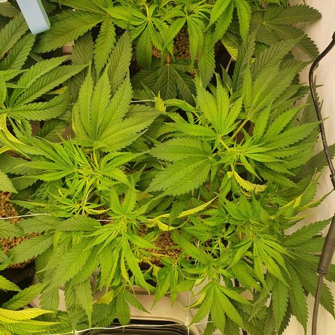 Mandarine Jam growlog timeline photo