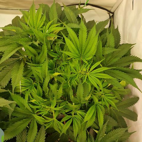 Mandarine Jam growlog timeline photo