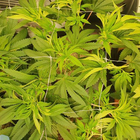 Hindu Kush growlog timeline photo