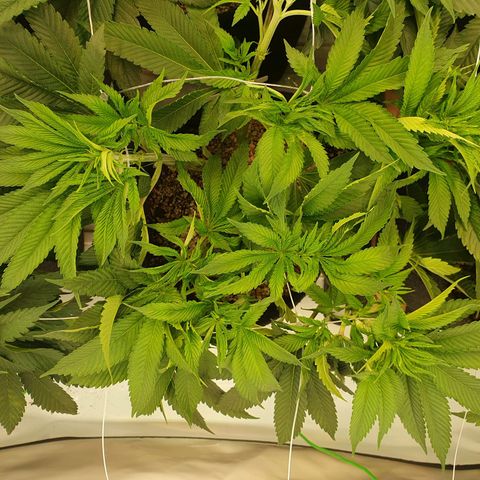 Hindu Kush growlog timeline photo