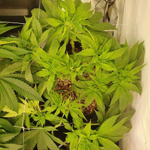 White Strawberry Skunk growlog timeline photo