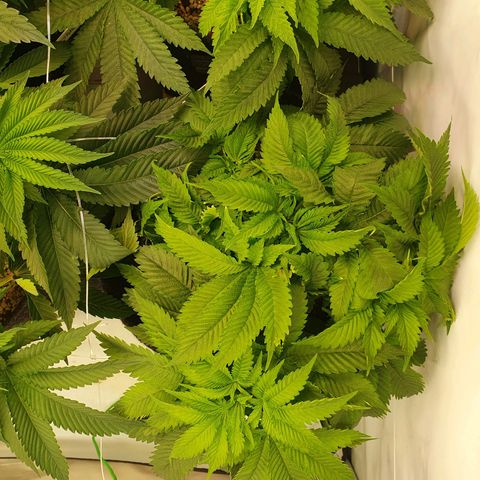 White Strawberry Skunk growlog timeline photo