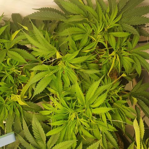 Mandarine Jam growlog timeline photo