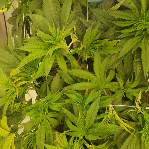 Hindu Kush growlog timeline photo