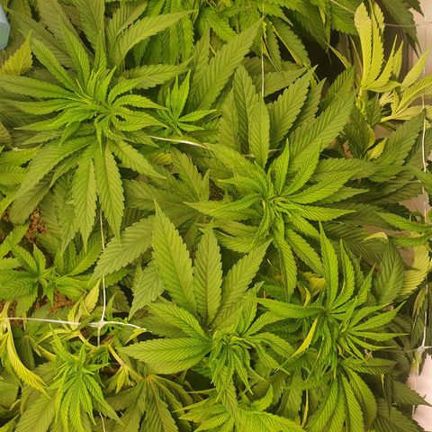 Hindu Kush growlog timeline photo
