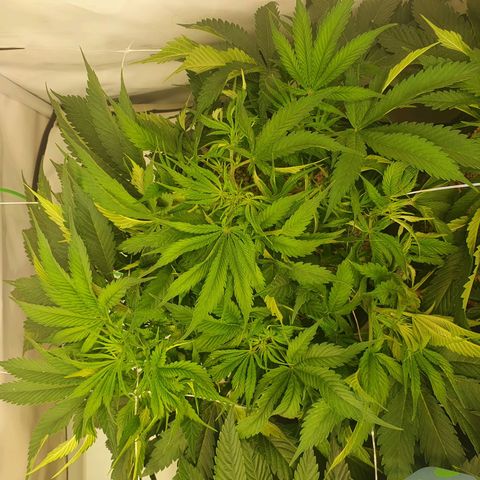 Mandarine Jam growlog timeline photo