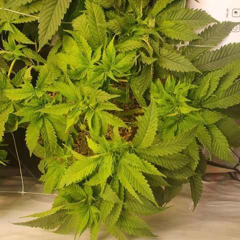 White Strawberry Skunk growlog timeline photo