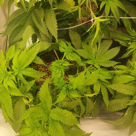 White Strawberry Skunk growlog timeline photo