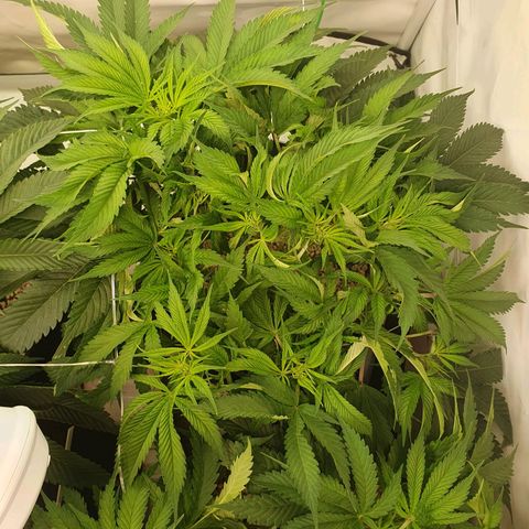 Mandarine Jam growlog timeline photo