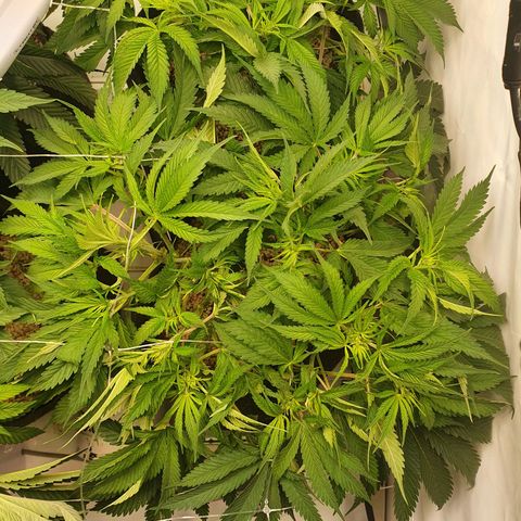 Mandarine Jam growlog timeline photo