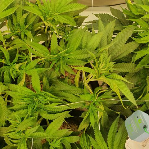 Hindu Kush growlog timeline photo