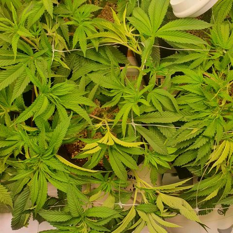 Hindu Kush growlog timeline photo