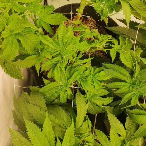 White Strawberry Skunk growlog timeline photo