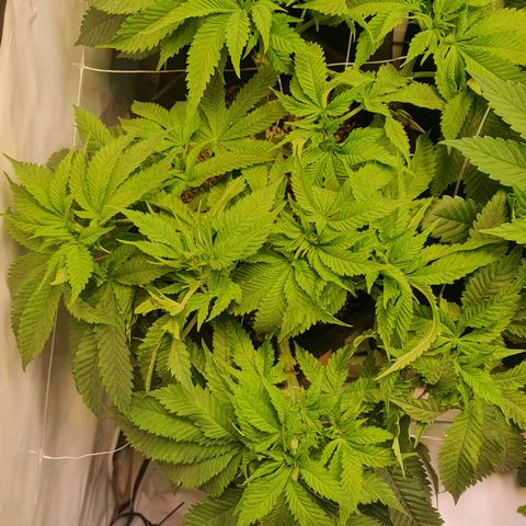 White Strawberry Skunk growlog timeline photo