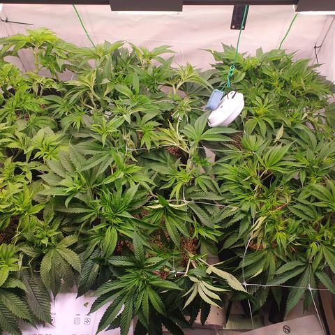 Mandarine Jam growlog timeline photo