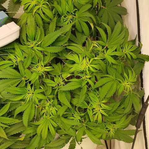Mandarine Jam growlog timeline photo