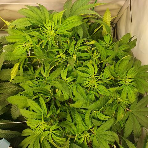 Mandarine Jam growlog timeline photo