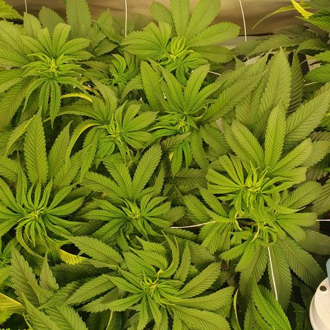 Hindu Kush growlog timeline photo