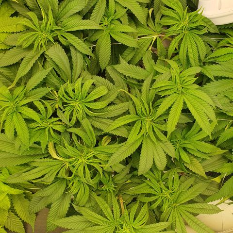 Hindu Kush growlog timeline photo