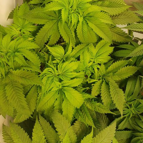 White Strawberry Skunk growlog timeline photo