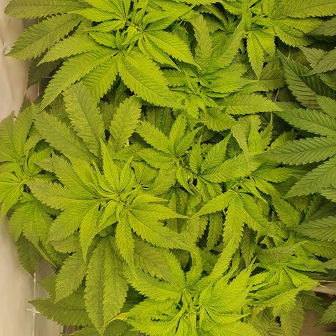 White Strawberry Skunk growlog timeline photo