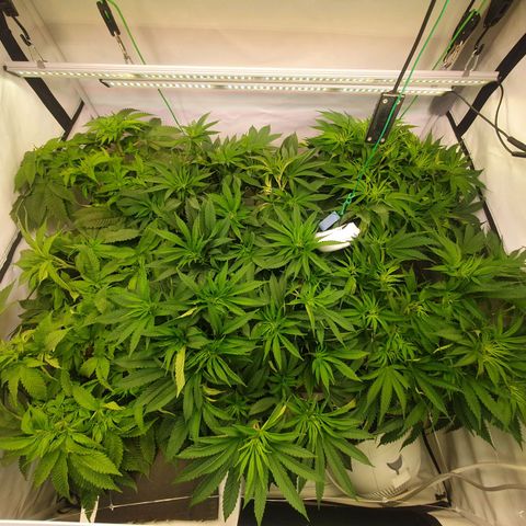 Mandarine Jam growlog timeline photo