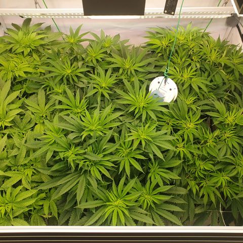 Mandarine Jam growlog timeline photo